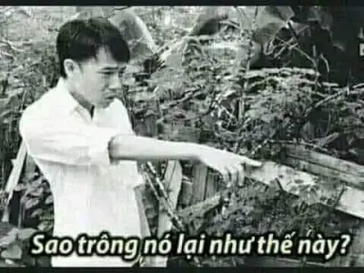 ảnh meme 1977 vlog Sao trông nó lại như thế này ?