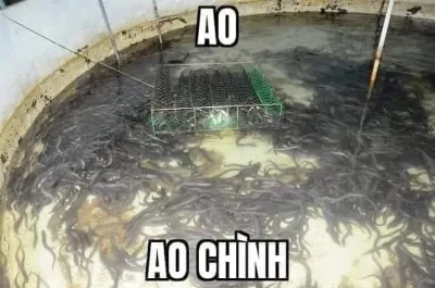 ảnh meme chơi chữ ao chình
