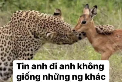 ảnh meme báo bám cổ nai và nói tin anh đi anh không giống những người khác