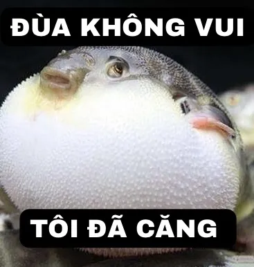 ảnh meme cá lóc đùa không vui tôi đã căng hài hước