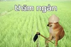 ảnh meme Cheems chó Shiba cầm cuốc đội nón đang thăm ngàn ở ngoài ruộng