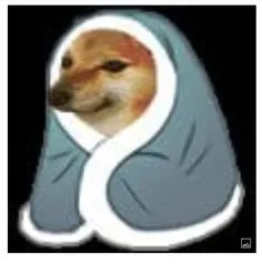 ảnh meme Cheems chó Shiba quấn chăn vì lạnh