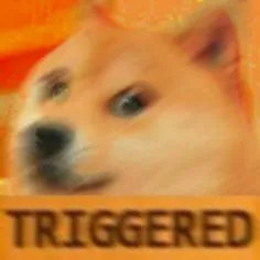 ảnh meme Cheems chó Shiba Triggered bựa