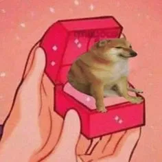 ảnh meme Cheems chó Shiba trong hộp nhẫn cầu hôn