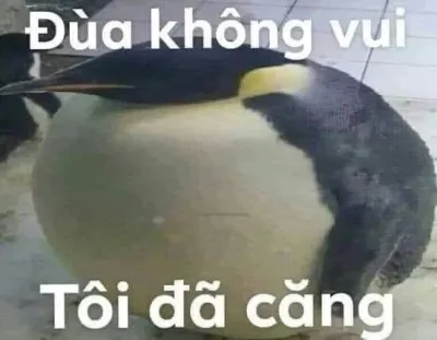 ảnh meme chim cánh cụt đùa không vui tôi đã căng hài hước