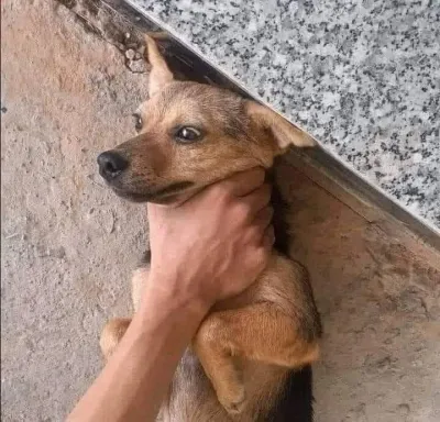 ảnh meme bựa chó bị bóp cổ