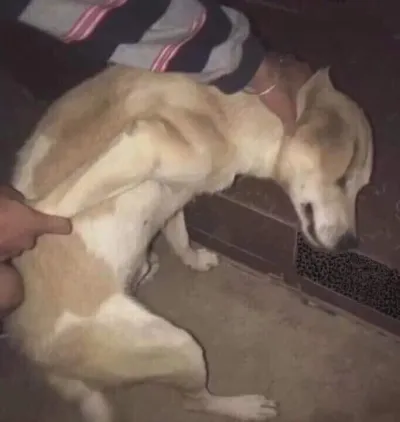 ảnh meme chó bị ghì đầu bóp cỏ bẻ tay giống bị công an bắt