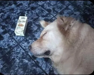 ảnh meme chó bị văng não ra ngoài hài hước