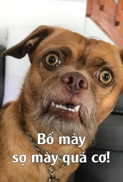Ảnh meme chó bố mày sợ mày quá cơ