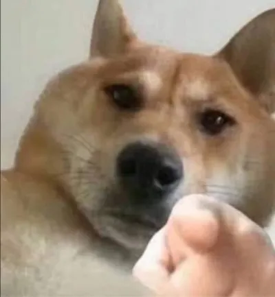 ảnh meme chó chỉ tay vào màn hình hài hước