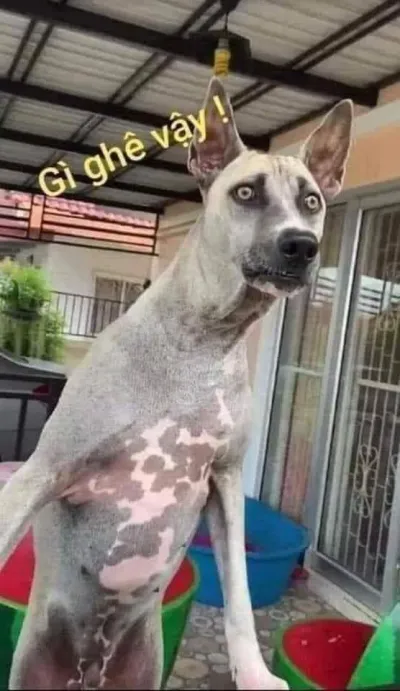 Ảnh meme chó gì ghê vậy