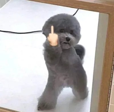 ảnh meme bựa chó giơ tay fuck