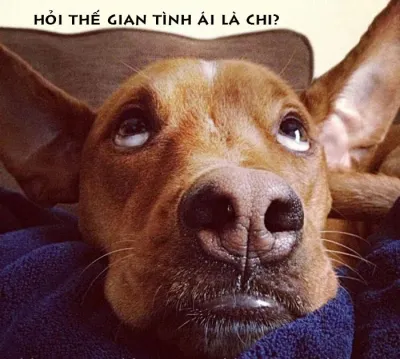 Ảnh meme Chó hỏi thế gian tình ái là chi
