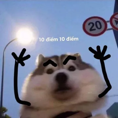 ảnh meme chó Husky giơ tay 10 điểm cute
