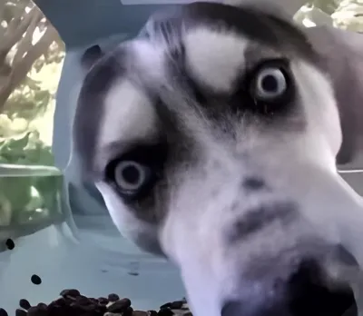 Ảnh meme Chó Husky mặt biểu cảm the rock