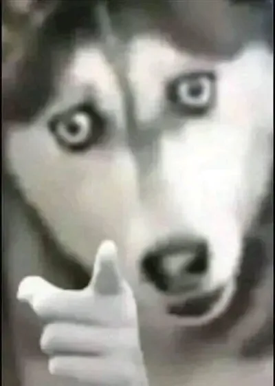 ảnh meme bựa chó Husky trợn mắt chỉ tay mày coi chừng tao