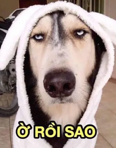 Ảnh meme chó husky ờ rồi sao