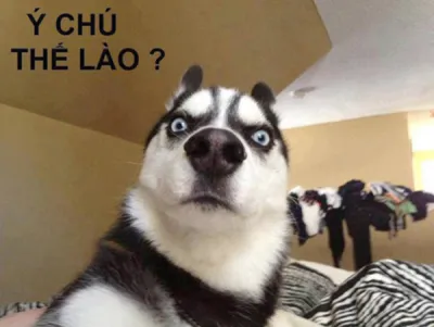 Ảnh meme chó husky ý chú thế nào