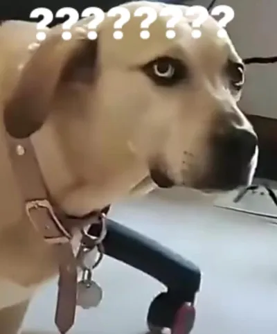 ảnh meme chó vẻ mặt khó hiểu