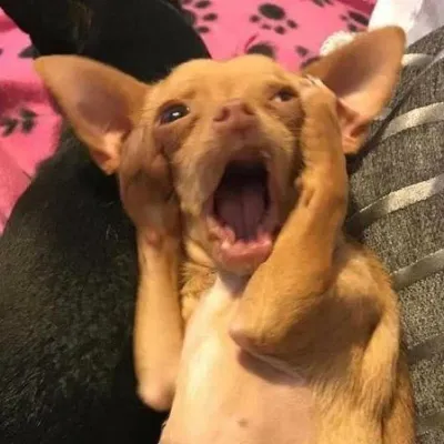 ảnh meme hài chó ôm đầu la hét