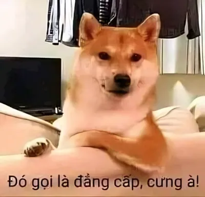 Ảnh meme Chó Shiba đó gọi là đẳng cấp, cưng à