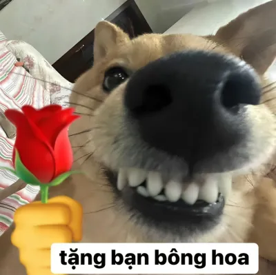 Ảnh meme chó tặng bạn bông hoa