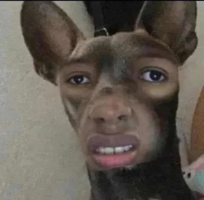 ảnh meme bựa chú chó đen được ghép mặt người