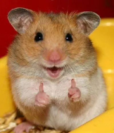 ảnh meme cute chuột hamster giơ tay like
