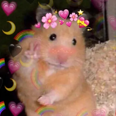 ảnh meme chuột hamster giơ tay say hi đáng yêu