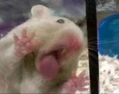 ảnh meme bựa chuột Hamster liếm màn hình