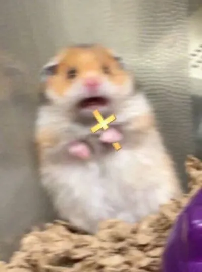 ảnh meme cute chuột hamster sợ hãi cầm cây thánh giá