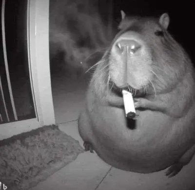 ảnh meme ngầu chuột lang nước Capybara hút thuốc