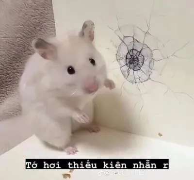 Ảnh meme Chuột tớ hơi thiếu kiên nhẫn rồi