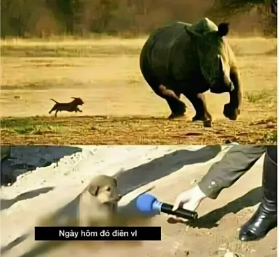 Ảnh meme cún con trả lời phỏng vấn ngày hôm đó điên vl