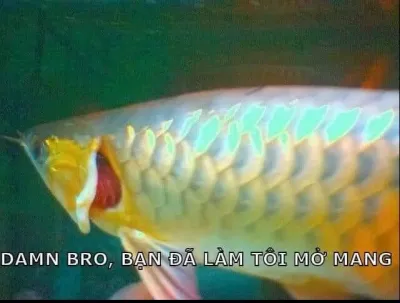 ảnh meme damn bro, bạn đã làm tôi mở mang hài bựa