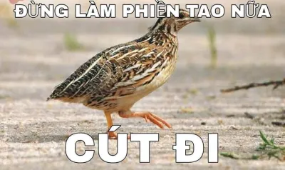 ảnh meme chơi chữ đừng làm phiền tao nữa, cút đi