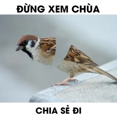 ảnh meme chơi chữ đừng xem chùa chia sẻ đi