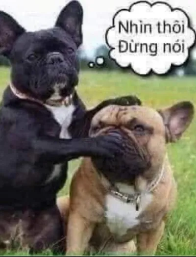 Ảnh meme Hai chú chó nhìn thôi đừng nói