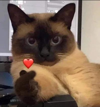Ảnh meme mèo bắn tim