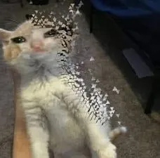 ảnh meme mèo bay màu vì bị Thanos búng tay