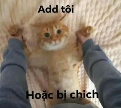 ảnh meme hài mèo bị đè xuống giường giữ 2 tay add tôi hoặc bị chich