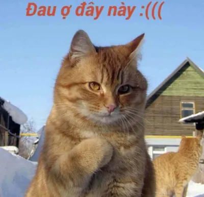 Ảnh meme mèo đau ở đây này