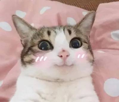Mèo biểu cảm đáng yêu trong bức ảnh meme hài hước