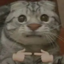 ảnh meme mèo biểu cảm ngại ngùng dễ thương