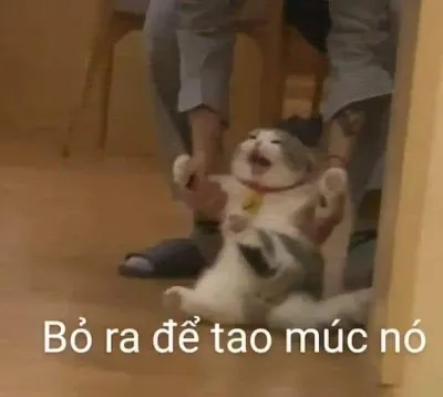 Ảnh meme Mèo bỏ ra để tao múc nó
