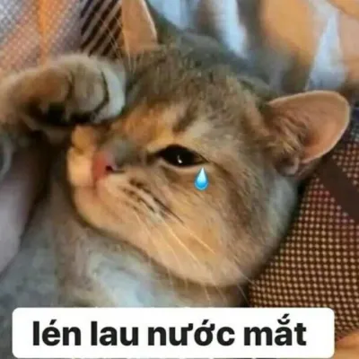 ảnh meme mèo buồn bã lén lau nước mắt cute