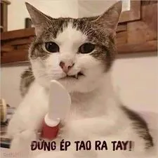 ảnh meme mèo cầm dao doạ nạt vẻ mặt giang hồ đừng ép tao ra tay hài hước