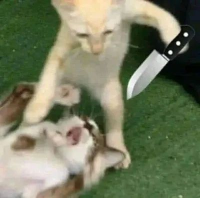 ảnh meme mèo cầm dao doạ một chú mèo khác