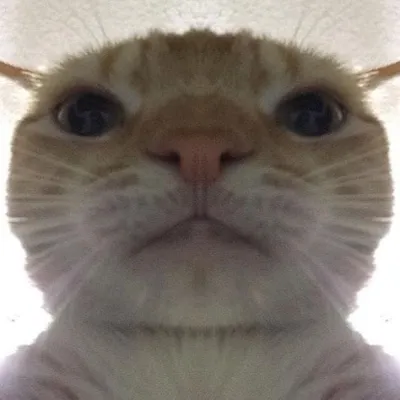 ảnh meme hài hước mèo cầm điện thoại selfie sát mặt