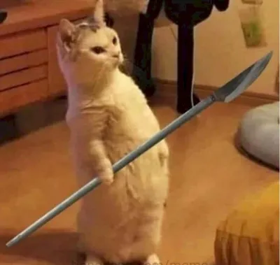 ảnh meme bựa chú mèo cầm phóng lợn